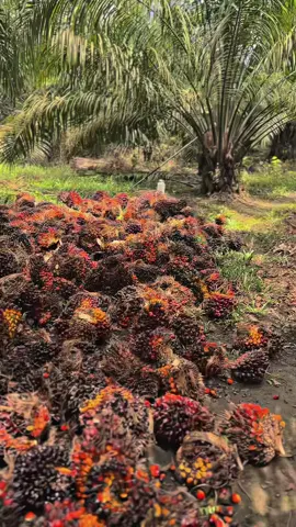 Cair lagi#lewatberandafyp #sawitkalimantan #petanimuda #fypage #bossawit🌴 