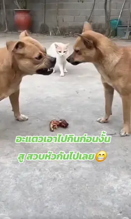 #คนรักหมาแมว #แมวน่ารักๆ #คนรักแมว #คนรักสัตว์ #รักสัตว์ 