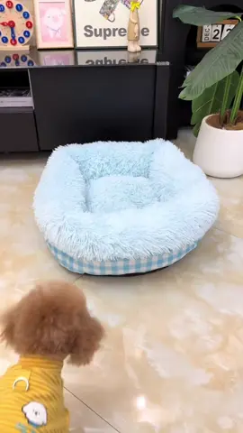 Ổ ấm áp mùa đông #thucung #xuhuong #trending 