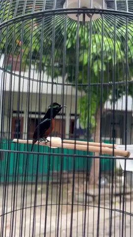 Musim Hujan, Jaga kesehatan burung kesayangan anda 🙌🏻  #kolibrininjaindonesia #kicaumaniaindonesia  #fypシ゚ 