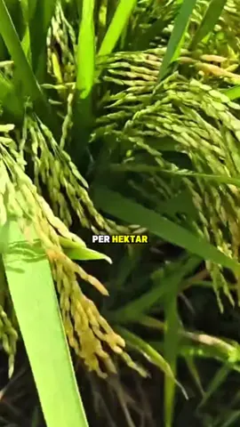 Buruan Order sekerang sebelum kehabisann#asamamino #greenforce #petanimuda #petaniindonesia🇮🇩🇮🇩🇮🇩🌿🌿 #creatorsearchinsight 