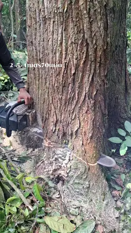 เลื่อยไม้ทุกรุปแบบ✌️🙏 @เลื่อยยนต์รุ่น9800 