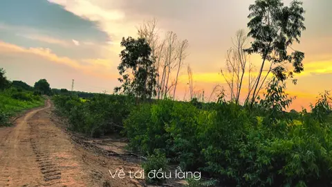 Về tới đầu làng con chim sáo nhỏ hót vang rộn ràng #chill #binhyen #tamtrang #xuhuong #mientay 