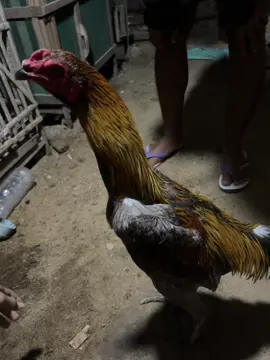 #CapCut namung pitek elek#mangon#ayammangon#ayambangkokindinesia 