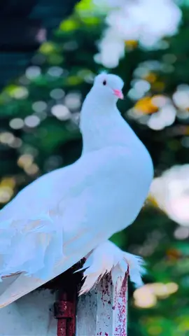 সাদা Sundori ❤️##cretersearchinsight ##viral_video ##pigeon ##forpageyou ##viral_video 