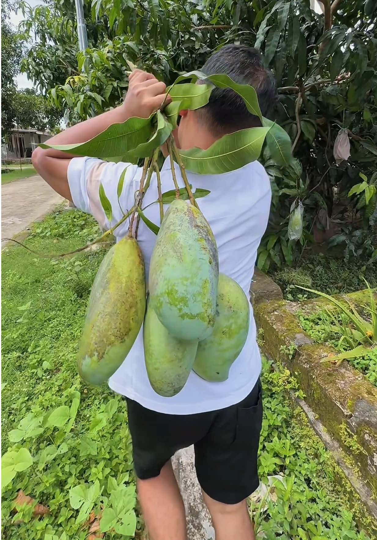 Sekarang Trendnya Gini kah? 🤣 #manggabesar #manggamahatir #trend #zengarden #panenbuah 