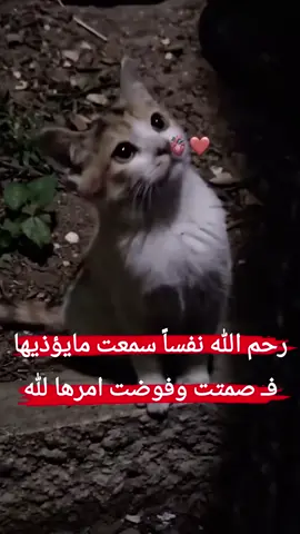 #ام_هتون🥹❤️‍ #لايك__explore___ #ابتسمي_يا_وصيه_رسول_الله_💖 #حلب_ادلب_حمص_حماه_تركيا_اسطبنول 