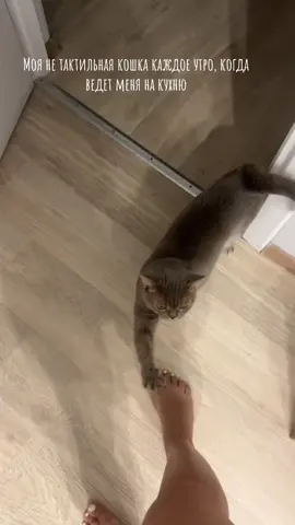 #любимец #членсемьи #карамелька #tik_tok #top 