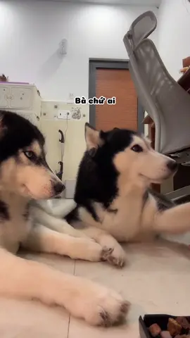 Nuôi ông tay áo nuôi báo trong nhà#husky #bapthui #luudan #dindinvabap #xhuongtiktok 