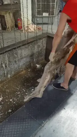 xdollhub silicone doll review link in bio#xdollhub#realdoll#siliconedoll#realisitcdoll#dolls