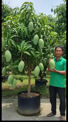 #fyp #promomakan1111 #fyp mangga kiyojay bibitnya di keranjang#fyp 