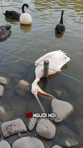 🦢 Vì Sao Bồ Nông Là Loài Chim 