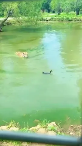 funny big cat😂#tiger #tigercore #bigcat #funnyvideos #fyp 