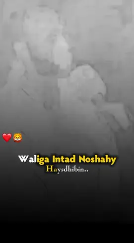 Waliga Intad Noshahy Laysmadhibo..❤️🦁 #fpyシ #hargeysa 