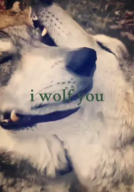 #wolf #Love 