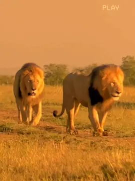 8:30 codka @Hanad Adam #viewsproblem 