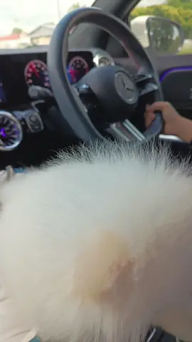 ခွေးကလေးန‌ဲ့ခရီးသွား#อ่อนโยน 