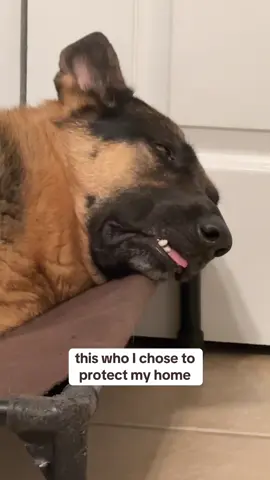 I feel so safe 🥹 #dogsoftiktok #dogs #securitysystem #sheprotecc