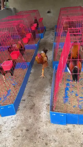 #ganoi #thuocgadacantho #gatre 