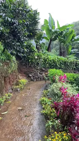 SUASANA ASRI NAN SEJUK SAAT TURUN HUJAN #suasanadesa #alampedesaan #sejuk #fypシ 