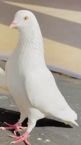 #growthmyaccount #unfreezemyacount #foryoupage❤️❤️ #fypoooooooooooo 