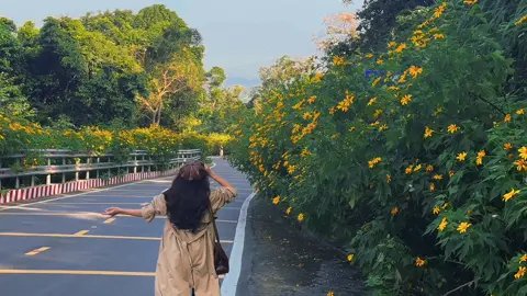 Trông rất Đà Lạt nhưng lại là Ba Vì 🌼🌼🌼#muàhoadaquy #vươnquocgiabavi #hoadaquybavi 