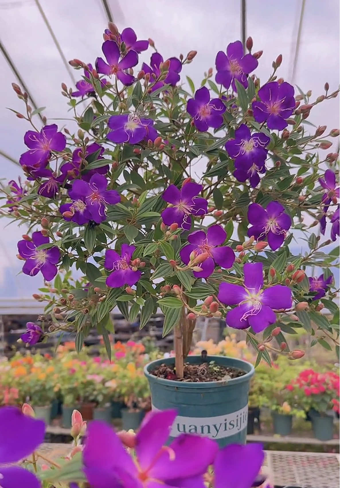 Hoa Mua hay còn gọi là hoa Sim Thái🌸🌸 Cây bụi với hoa màu tím đặc trưng, thường nở rộ và có thể ra hoa quanh năm. Thường được trồng để trang trí sân vườn, ban công, hoặc làm cây công trình. #hoadep #hoacaycanh #hoasanvuon #hoamua #hoasim 