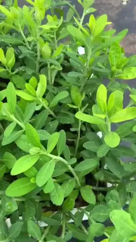 Cây thạch anh nhân giống bằng cách giâm cành