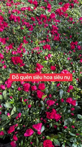 Đỗ quyên đang hoa #xuhuong #xuhuongtiktok #hoa #đỗquyen 