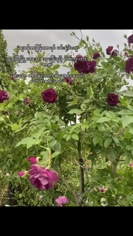 မင်းလည်းကိုယ့်ကိုမစောင့်နိုင်ခဲ့ပါဘူး❤️‍🩹#fypシ゚viral #tik_tok #fypage #fyppppppppppppppppppppppp 