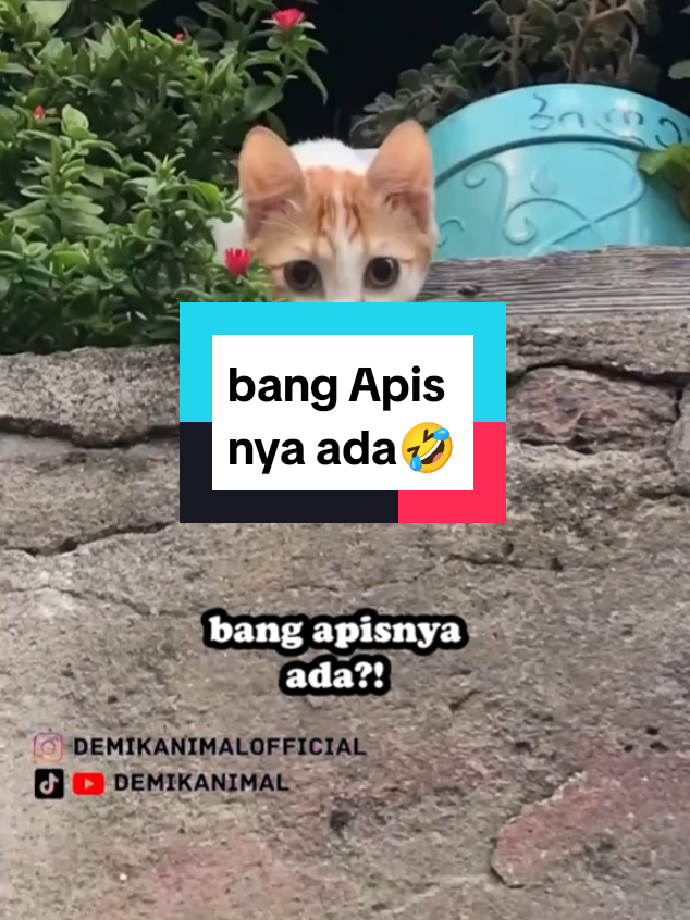 bang Apis nya ada🤣 dubbing ngakak abis 🤣  #dubbing #dubbinglucu #videolucu #fypage #fyppppppppppppppppppppppp 
