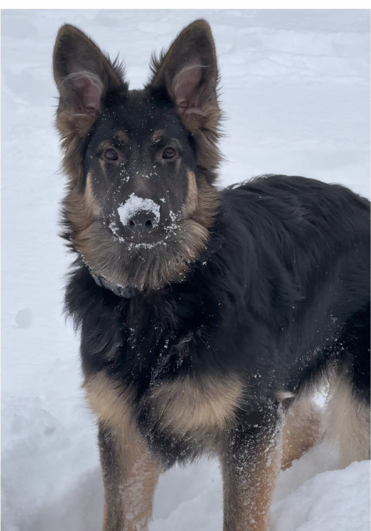 Been a amazing year with diesel. By far my favorite video of him.  #wabisabi #dogtok #gsd #germanshepherd #puppy 