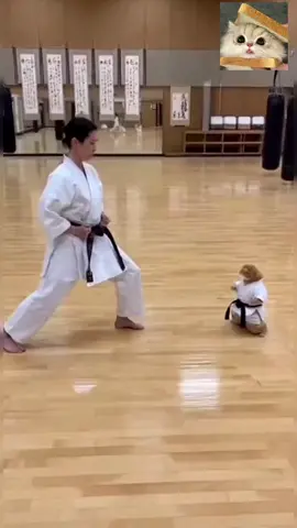 Karate cat🥋😹 #catsoftiktok #karate #fyppppppppppppppppppppppp #foryoupage #fypシ 