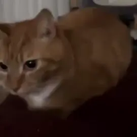 ¿quién será? ¿quién será? #Love #dedicar #amor #gatos #fyp 