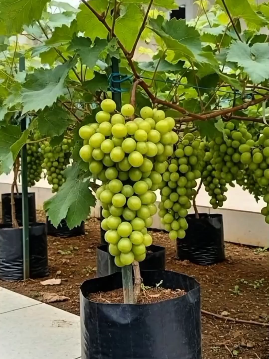 bibit pohon anggur shine Muscat cepat berbuah #bibitanggur #fyp #buah #pertanian #kebun 