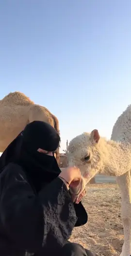 #اسعد_الله_جميع_اوقاتكم🌹🌹 #كسبلورررررررررررررررر♥️♥️ 