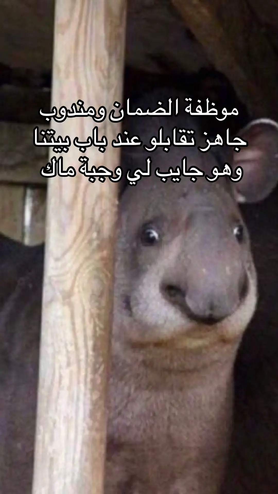 #جاهز #اكسبلور #ترند #الضمان #عبايات 