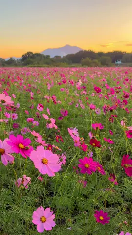 Cosmos flowers and sunrise with Mt.Tsukuba in the background at Kokaigawa Fureai Park in Ibaraki prefecture.
--- 📲2024/10/31 by #iphone16promax 
— 茨城県、小貝川ふれあい公園のコスモスと筑波山と日の出。