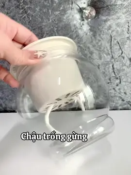Chậu trồng gừng thuỷ sinh #chautronggung #xuhuong #trending #viral 