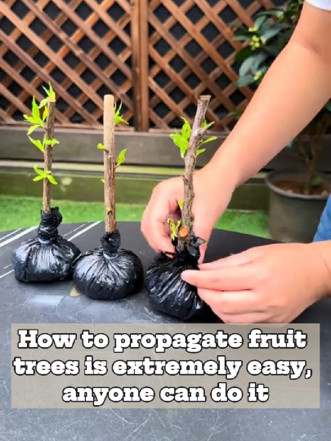 How to propagate fruit trees is extremely easy, anyone can do it #plant #plants #plantcare #planting #planttips #growplant #gardening #garden #gardencare #growplants #gardentips