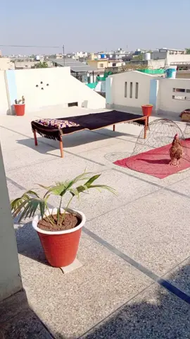 Mashallah Shook...#foryou #aseellover #aseellovers #foryoupage #foryou 