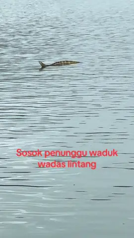 #fyp #pengikut #horror 