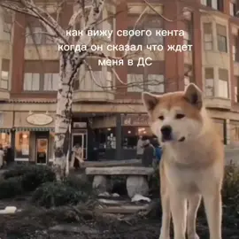 #Minecraft #discord #хатико #ждет 