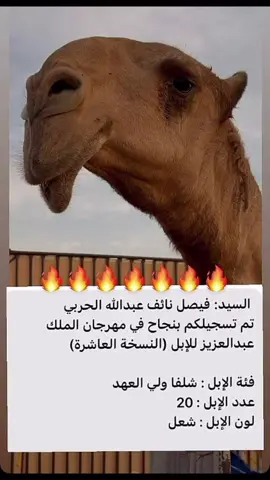 🔥🔥☝🏻.#حرب_اهل_الثلااث_المعجزات #فيصل_الضبعاني #شلفا_ولي_العهد #الشعب_الصيني_ماله_حل😂😂 #capcut 