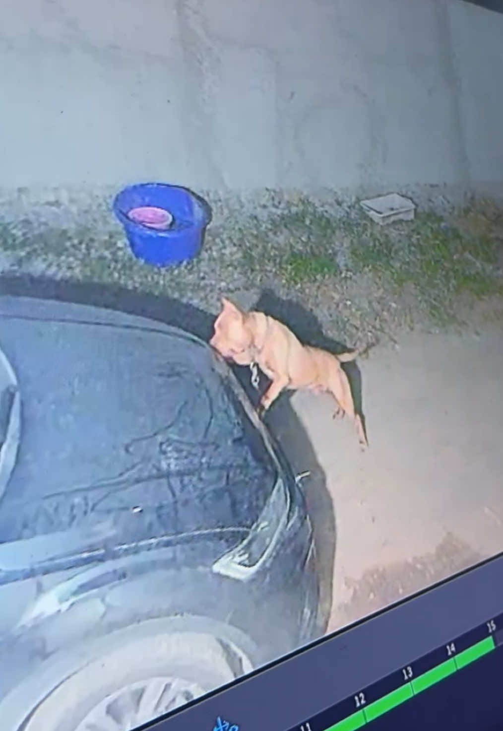 #pitbullrednose #pitbull #americanpitbullterrier #pitbullsoftiktok #americanbullyofficial 