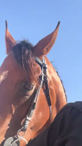 #خيل_عربي_اصيل🐎🐎 #خيل_وخياله🐎 #الشعب_الصيني_ماله_حل😂😂 #foryou 