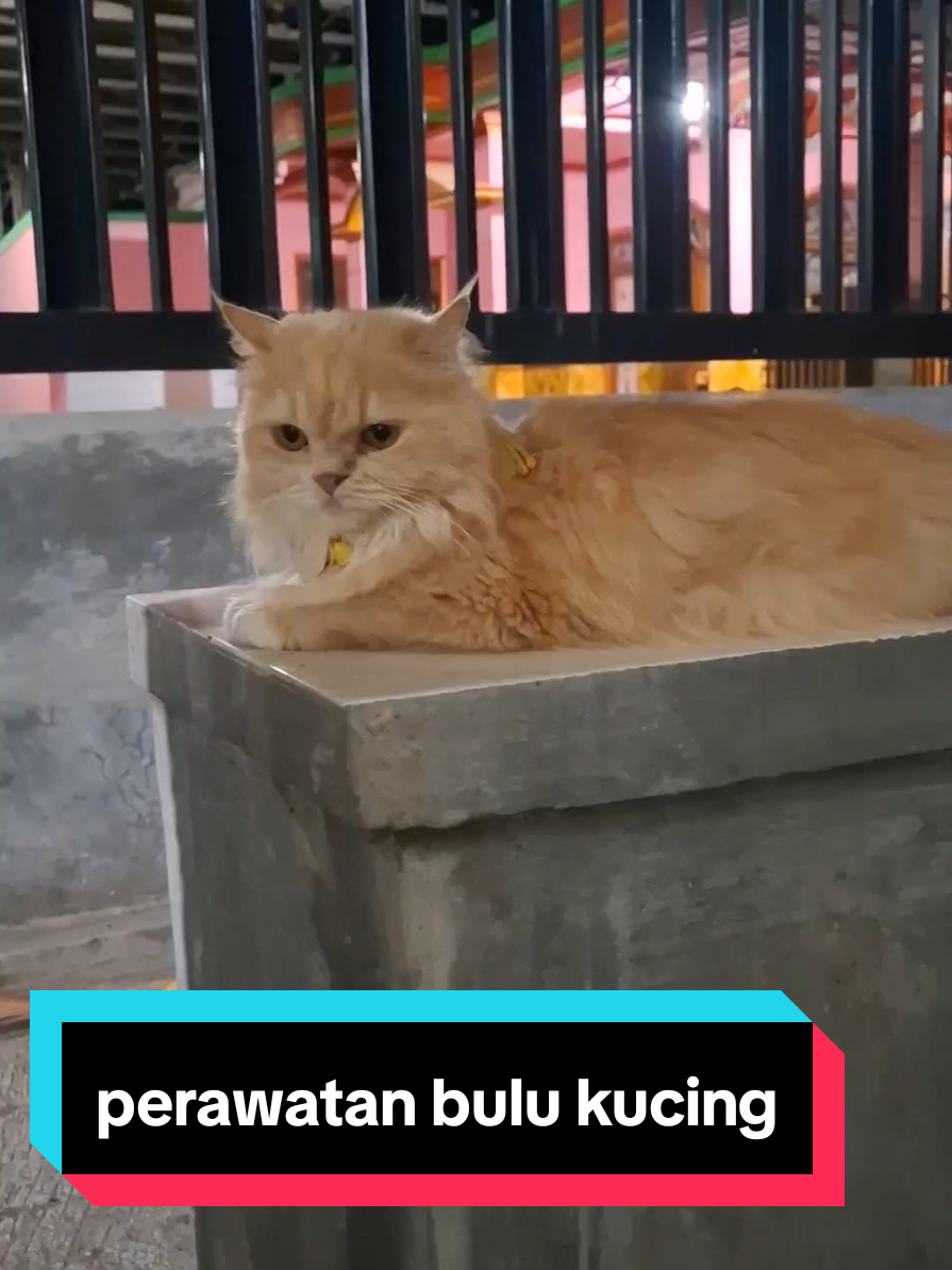 perawatan bulu anabul kesayangan kita#omega3fishoil #minyakikankucing #anabul #kucing #CapCut 