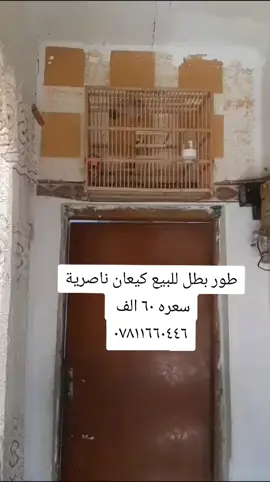 #بلابل_العراق_الحبيب #بلابل_العراقيه #مشاهير_تيك_توك 