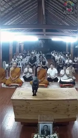 apa akibat peti mati di langkahi oleh seekor kucing hitam??? saksikan video ini😎kalau mau tau akibatnya.... 