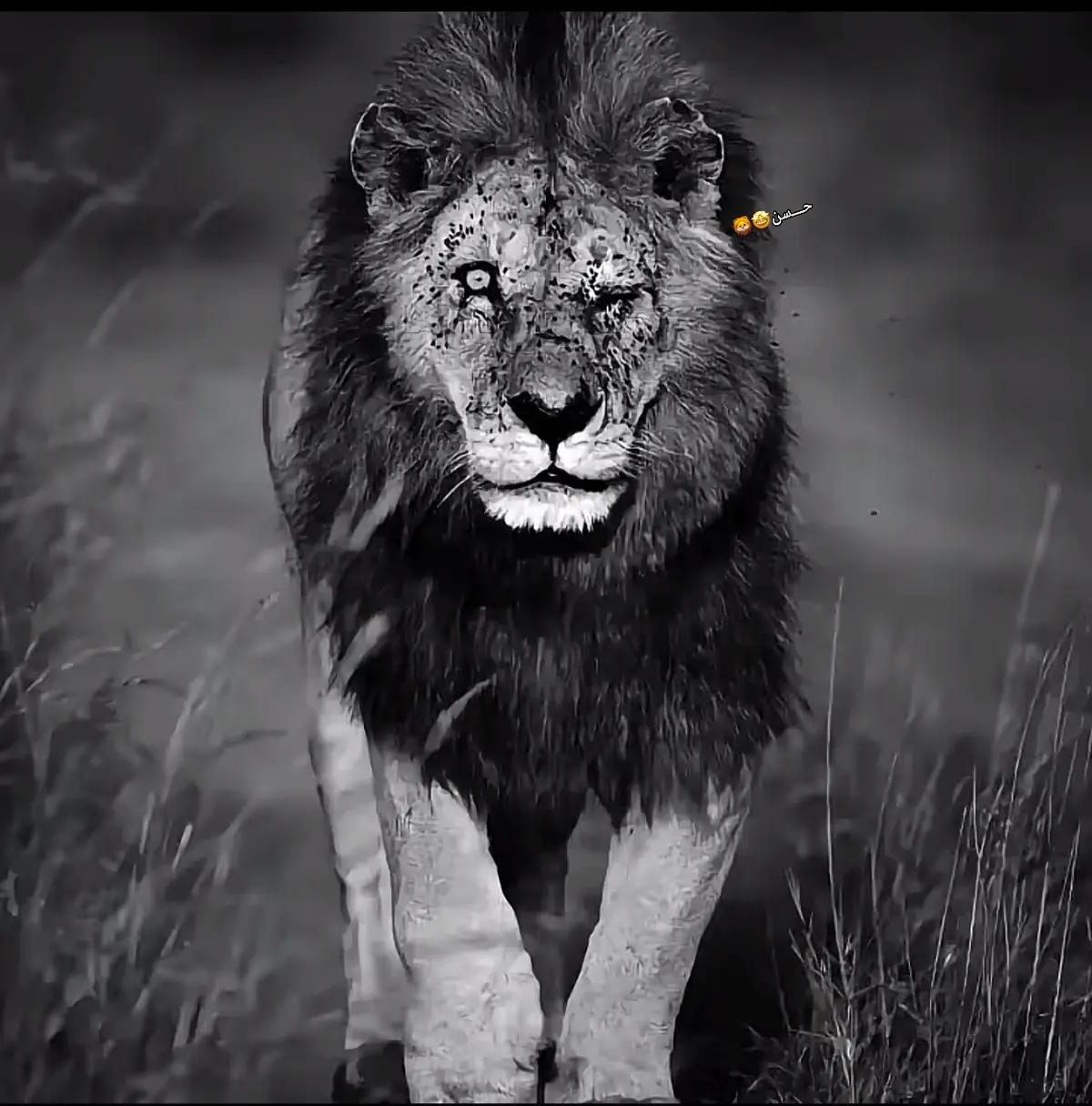 #ارض_اللواء_بلدناااا🔥 #حسن🤩 #fyqシ #ftypシ #pppppp 